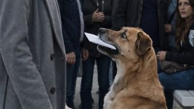 عند الموقف قفز كلب ضال على شابة وسلّمها ظرفًا أبيض كان يحمله في فمه وعندما فتحته 