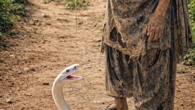 امرأة، بدافع الشفقة، ساعدت أفعى في حرٍ شديد… لكنها لم تكن تتخيل أبدًا نوع الرعب الذي سيتحول إليه هذا العمل الطيب.