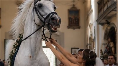ايملي وشجرة الاسود 